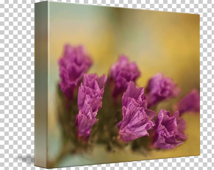 Floral Design Family Violet PNG, Clipart, Art, Family, Floral Design, Flower, Flowering Plant Free PNG Download