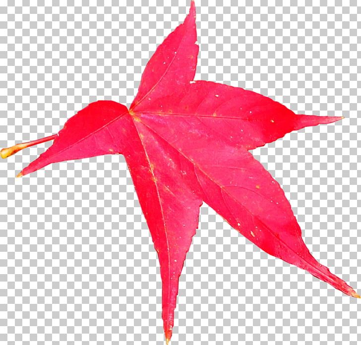 Maple Leaf PNG, Clipart, Leaf, Maple, Maple Leaf, Maple Tree, Njie Group Ab Free PNG Download
