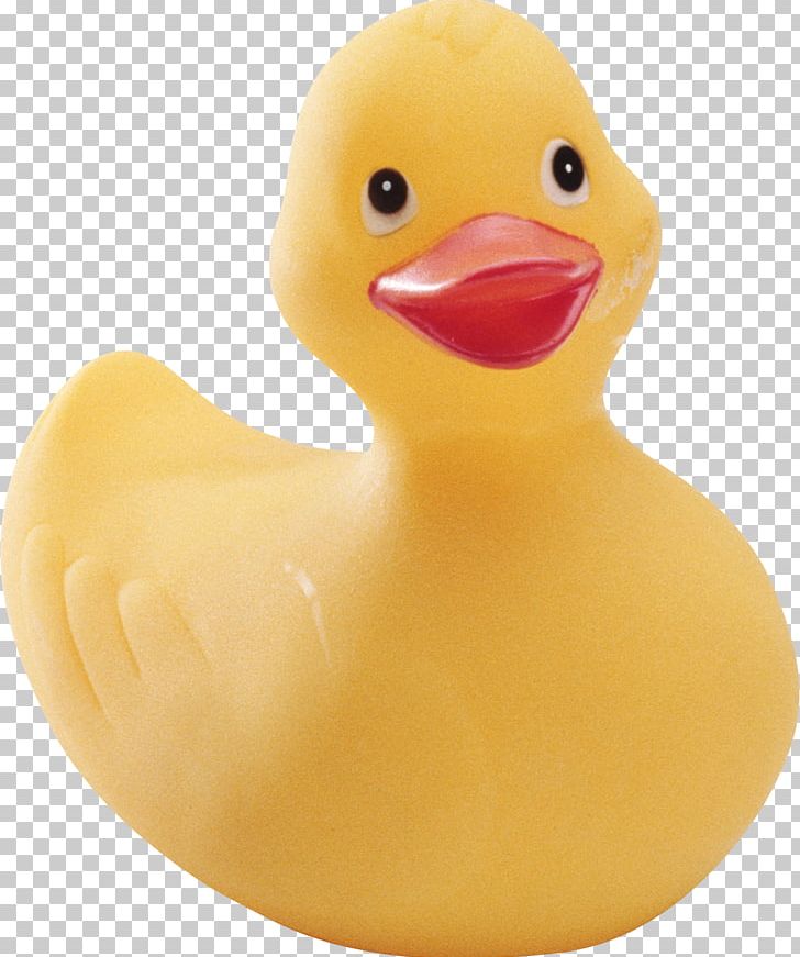 Ernie Rubber Duck Hoots The Owl Natural Rubber PNG, Clipart, Animals, Bathing, Bathtub, Beak, Bird Free PNG Download