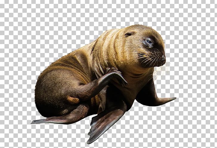 Sea Lion Earless Seal Walrus Mammal PNG, Clipart, Animal, Animals, Animaux, Bear, California Sea Lion Free PNG Download