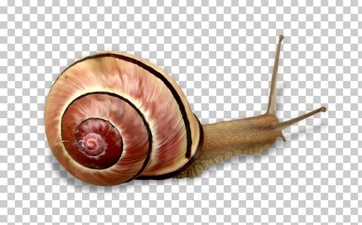 Snail PNG, Clipart, Animals, Child, Download, Escargot, Funny Animal Free PNG Download