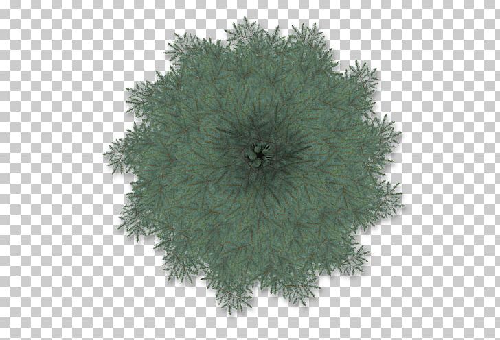 Tree Blue Spruce Cupressus Plant Baobab PNG, Clipart, Baobab, Blue Spruce, Computer Software, Cupressus, Directory Free PNG Download