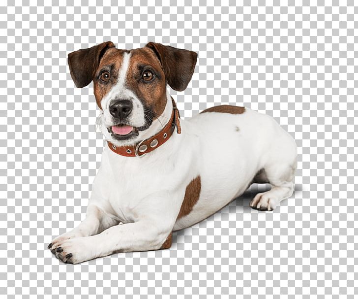 Jack Russell Terrier Dog Breed Puppy Danish–Swedish Farmdog Miniature Fox Terrier PNG, Clipart, Animals, Carnivoran, Cat, Companion Dog, Danish Swedish Farmdog Free PNG Download