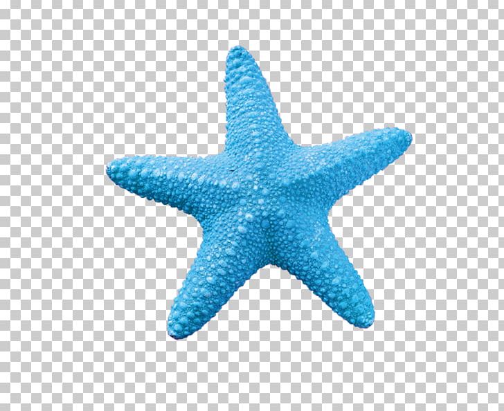 Starfish Sea Stock Photography PNG, Clipart, Animals, Aqua, Aquatic, Aquatic Product, Blue Free PNG Download