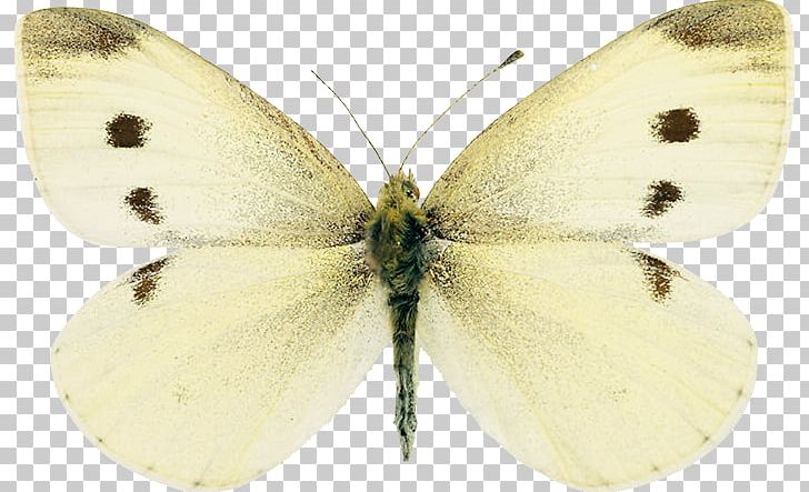 Clouded Yellows Brush-footed Butterflies Silkworm Gossamer-winged Butterflies Pieridae PNG, Clipart, Arthropod, Bombycidae, Brush Footed Butterfly, Butterflies And Moths, Butterfly Free PNG Download