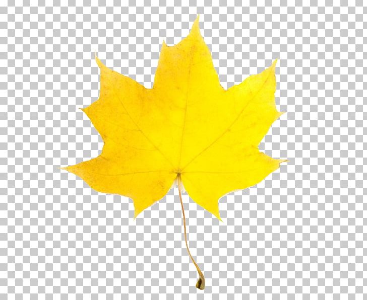 Leaf Yellow Maple Autumn PNG, Clipart, Autumn, Falling Clipart, Leaf, Maple, Maple Leaf Free PNG Download