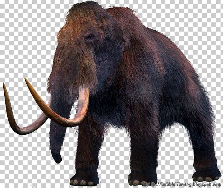 Mammuthus Meridionalis Woolly Mammoth Columbian Mammoth Extinction Woolly Rhinoceros PNG, Clipart, African Elephant, Animals, Cromagnon, Elephant, Elephants And Mammoths Free PNG Download