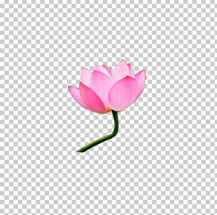 Nelumbo Nucifera Pink PNG, Clipart, Chinese Style, Computer Wallpaper, Copyright, Creative Ads, Creative Artwork Free PNG Download