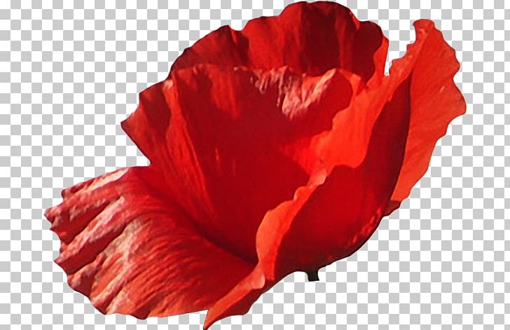 Poppy Flower Photography LiveInternet PNG, Clipart, Blog, Coquelicot, Cut Flowers, Diary, Email Free PNG Download