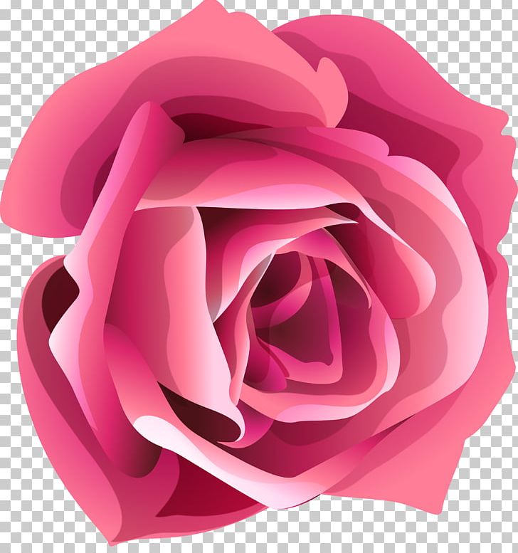 Garden Roses Flower PNG, Clipart, China Rose, Closeup, Cut Flowers, Desktop Wallpaper, Digital Image Free PNG Download
