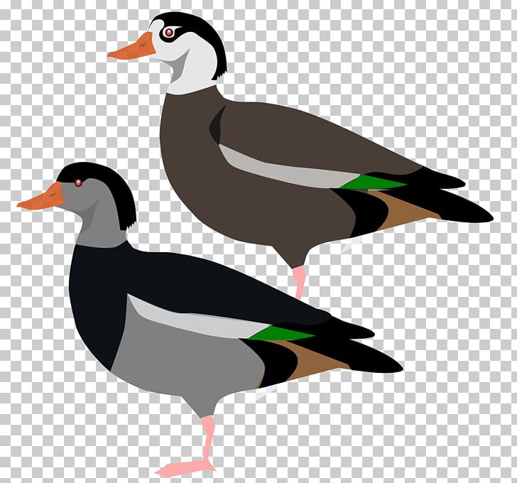 Mallard Goose Crested Shelduck Bird PNG, Clipart, Anatidae, Animals, Beak, Bird, Common Shelduck Free PNG Download
