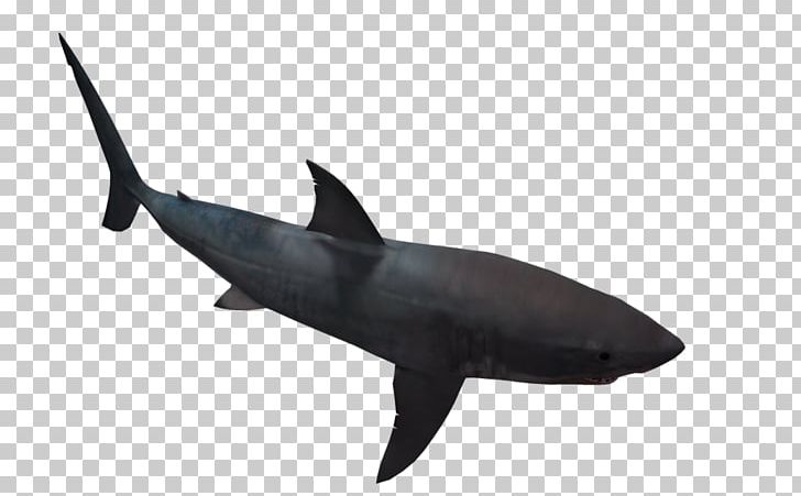 Requiem Shark Great White Shark PNG, Clipart, Black And White, Black And White Shark Pictures, Cartilaginous Fish, Desktop Wallpaper, Fauna Free PNG Download