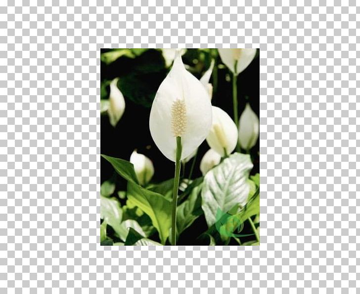 Spathiphyllum Wallisii Houseplant Arum-lily Leaf PNG, Clipart, Alismatales, Arum, Arumlily, Bog Arum, Bud Free PNG Download