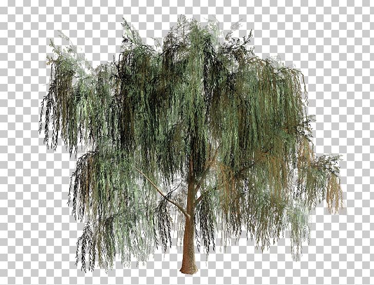 Willow Tree Branch Biome PNG, Clipart, Biome, Branch, Deko, Ecosystem, Editing Free PNG Download