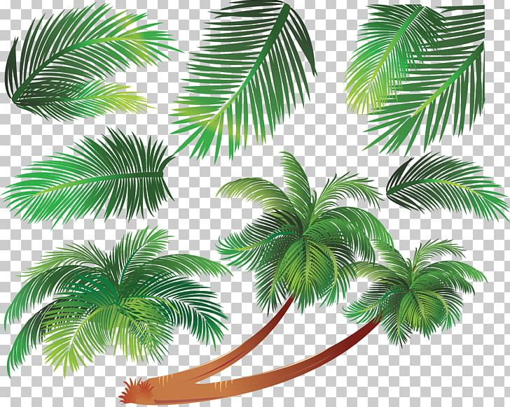 Asian Palmyra Palm Coconut Arecaceae PNG, Clipart, Arecaceae, Arecales, Asian Palmyra Palm, Borassus Flabellifer, Branch Free PNG Download