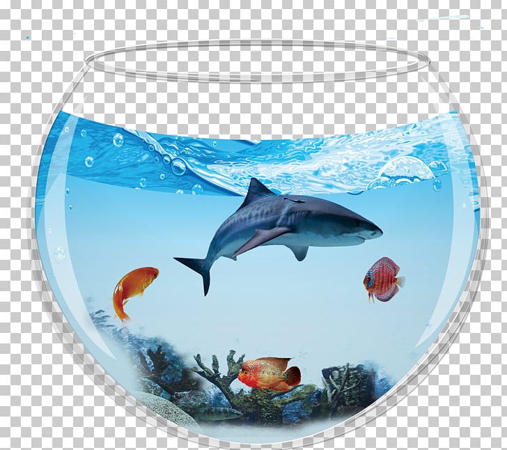 Dolphin Shark Aquarium Fish PNG, Clipart, Acti, Animals, Aquarium Fish, Art, Bony Fish Free PNG Download