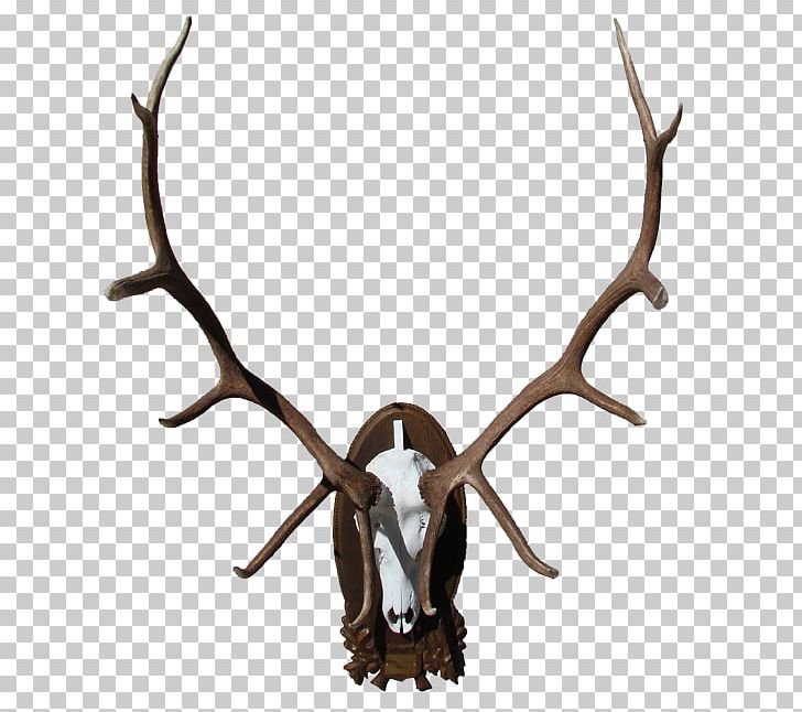 Elk Deer Moose Horn Antler PNG, Clipart, Animals, Antler, Deer, Elk, For Loop Free PNG Download