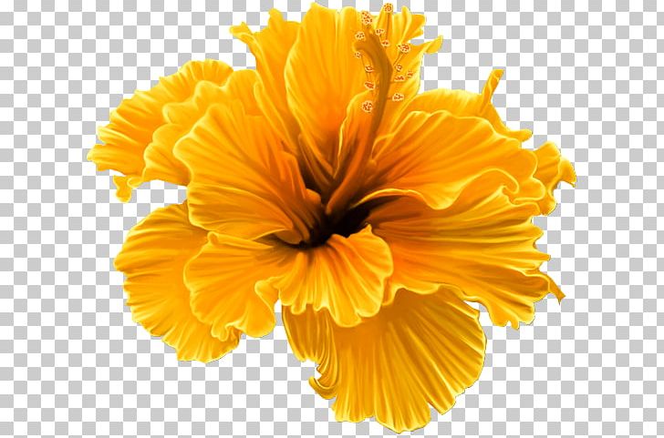 Shoeblackplant Flower Petal PNG, Clipart, Calendula, Clip Art, Cut Flowers, Floral Design, Flower Free PNG Download