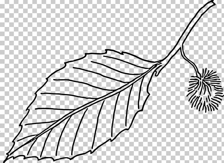 Beech Leaf Tree PNG, Clipart, Artwork, Autumn Leaf Color, Beech, Black And White, Branch Free PNG Download