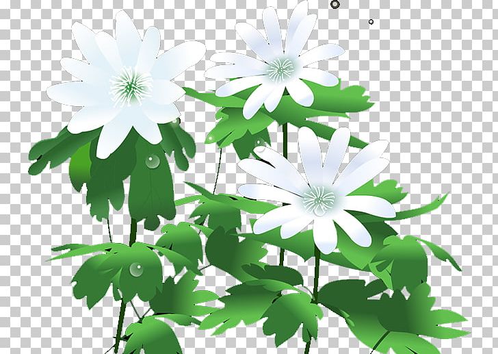 Chrysanthemum Icon PNG, Clipart, Beautiful, Chrysanthemum Chrysanthemum, Chrysanthemums, Daisy Family, Encapsulated Postscript Free PNG Download