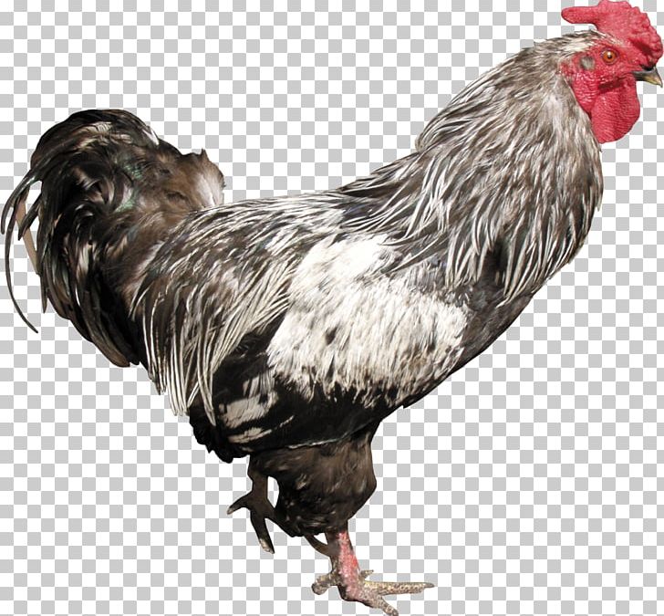 Cock PNG, Clipart, Cock Free PNG Download