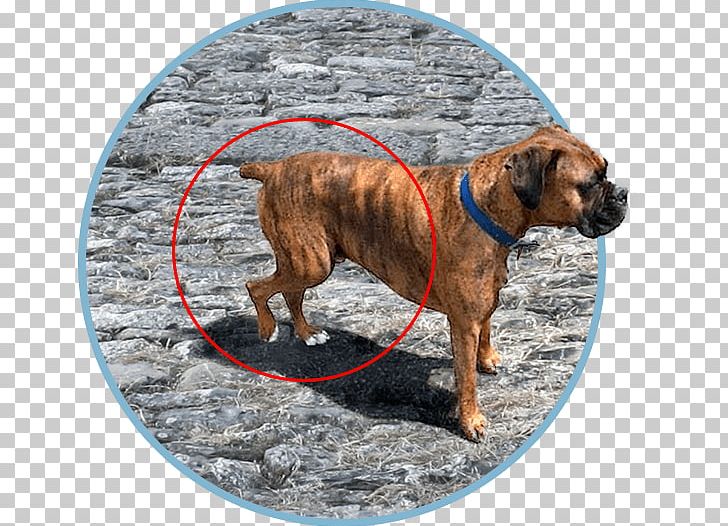 Dog Breed Boxer Black Mouth Cur Snout PNG, Clipart, Black Mouth Cur, Boxer, Breed, Carnivoran, Crossbreed Free PNG Download