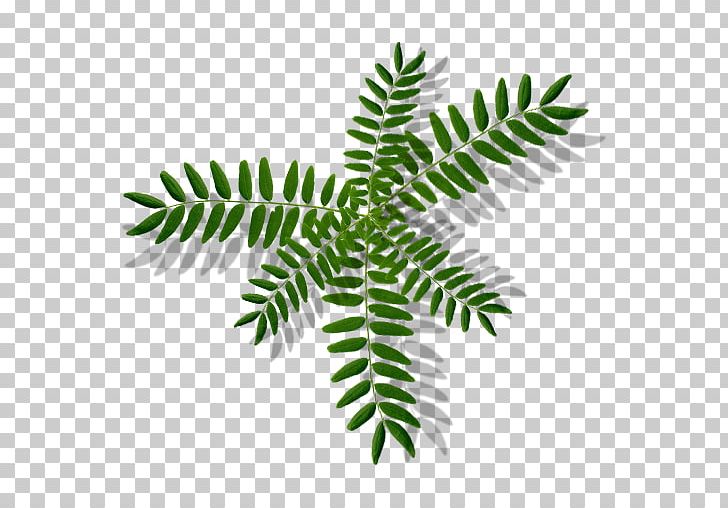 Leaf Branch Tree Plant Stem Fern PNG, Clipart, Branch, Fern, Leaf, Line, Monstera Free PNG Download