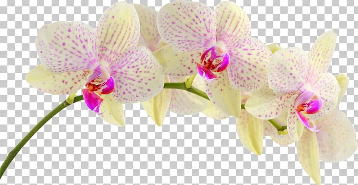 Orchids Flower Desktop PNG, Clipart, 4k Resolution, Cattleya, Cut Flowers, Desktop Wallpaper, Display Resolution Free PNG Download