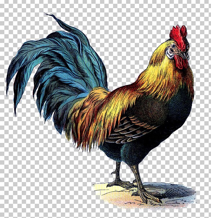 Rhode Island Red Leghorn Chicken Brahma Chicken Cornish Chicken Rooster PNG, Clipart, Animals, Badminton Shuttle Cock, Beak, Big Cock, Big Cock Color Free PNG Download