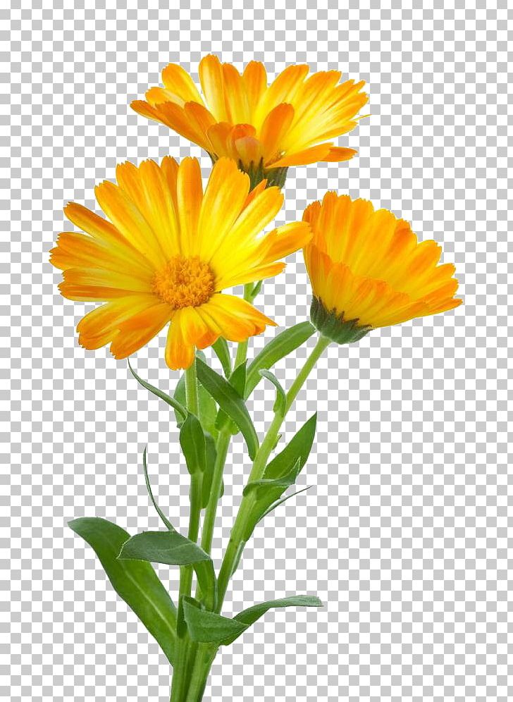 Calendula Officinalis Stock Photography PNG, Clipart, Annual Plant, Bloom, Daisy Family, Flower, Free Logo Design Template Free PNG Download