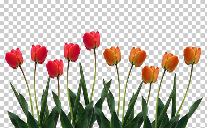 Cut Flowers Indira Gandhi Memorial Tulip Garden Plant Stem PNG, Clipart, Bud, Cut Flowers, Desktop Wallpaper, Flower, Flower Garden Free PNG Download