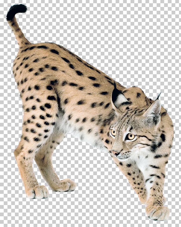 Eurasian Lynx Bobcat Canada Lynx Felidae PNG, Clipart, Animals, Bengal, Caracal, Carnivora, Carnivoran Free PNG Download