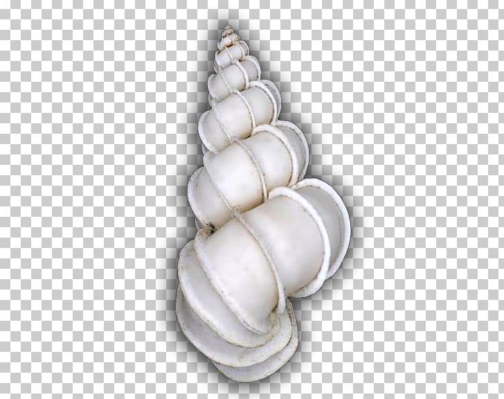 Gastropod Shell Conchology Cockle Gastropods Epitonium Scalare PNG, Clipart, Animals, Clams Oysters Mussels And Scallops, Cockle, Conch, Conchology Free PNG Download