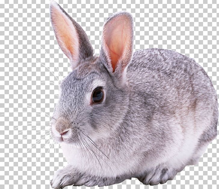 Hare European Rabbit Cottontail Rabbit Puppy Dog PNG, Clipart, Animal, Animals, Bunny, Child, Cottontail Rabbit Free PNG Download