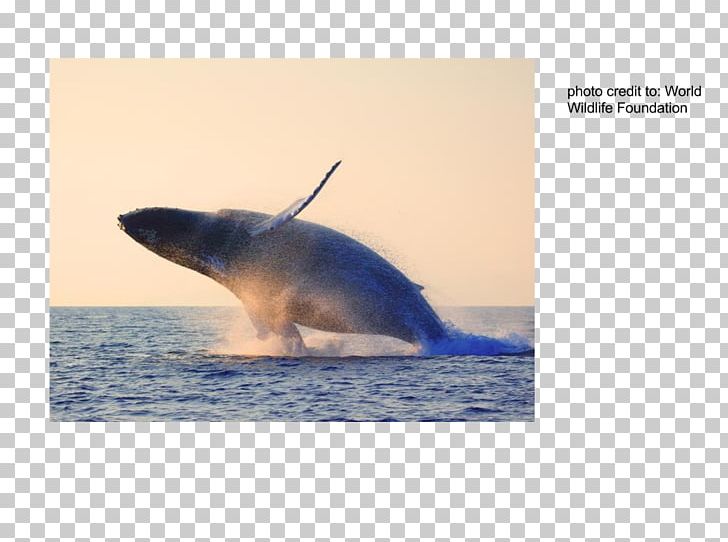 Tucuxi Cetacea Dolphin Sei Whale Blue Whale PNG, Clipart, Animals, Blue Whale, Cetacea, Cetacean Surfacing Behaviour, Dolphin Free PNG Download