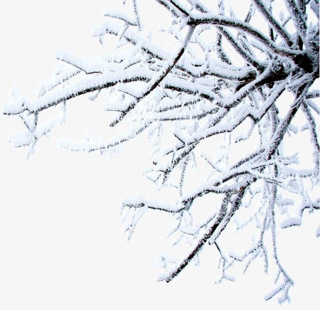 White Snow Winter Trees PNG, Clipart, Snow, Snow Clipart, Trees, Trees Clipart, White Free PNG Download