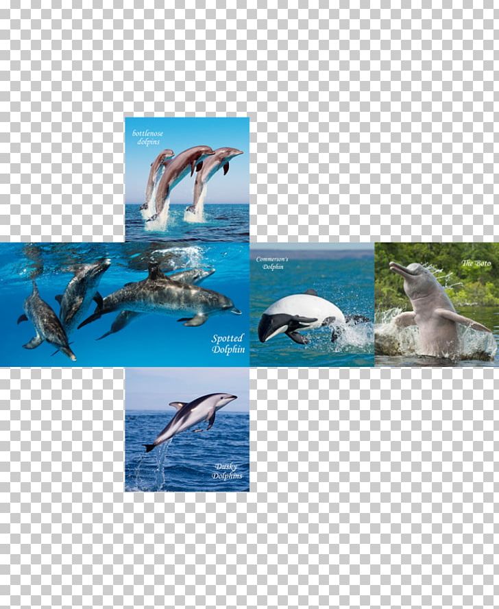 Wholphin Spotted Dolphins Bottlenose Dolphin Cube PNG, Clipart, Animals, Beak, Bottlenose Dolphin, Cube, Cube 2 Hypercube Free PNG Download