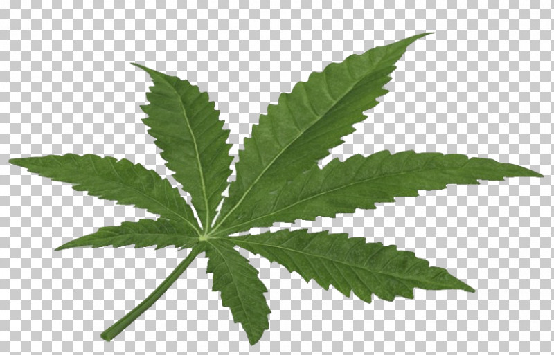 Weed PNG, Clipart, Cinquefoil, Flower, Hemp, Hemp Family, Herb Free PNG Download