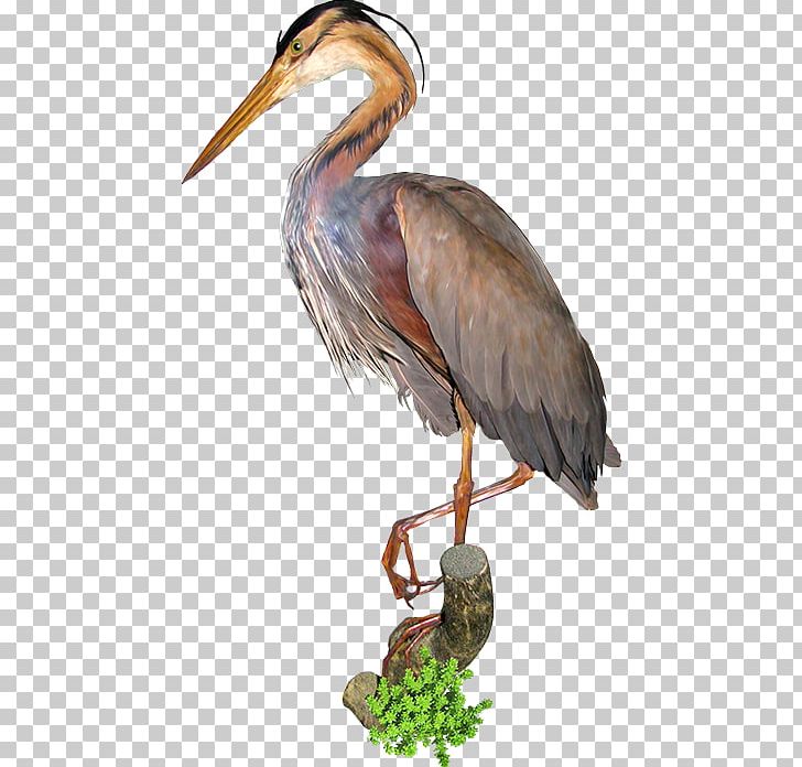 Bird Ciconia Crane PNG, Clipart, Animals, Beak, Bird, Ciconia, Crane Free PNG Download
