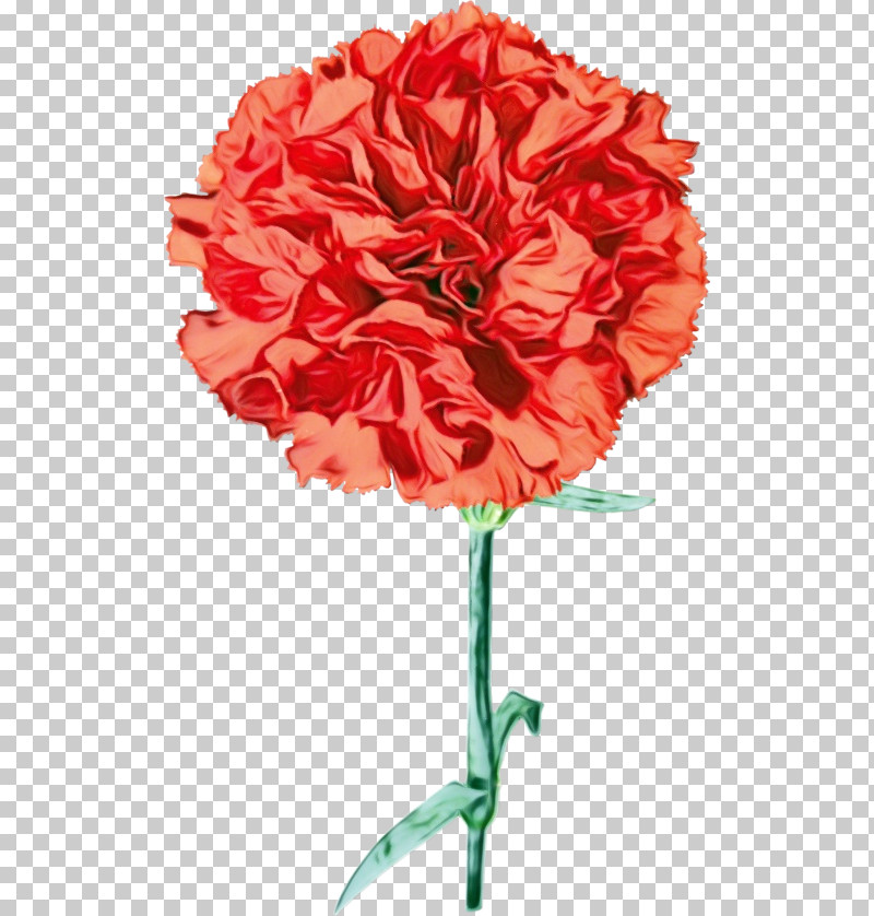 Flower Cut Flowers Red Carnation Plant PNG, Clipart, Carnation, Cut Flowers, Dianthus, Flower, Geranium Free PNG Download