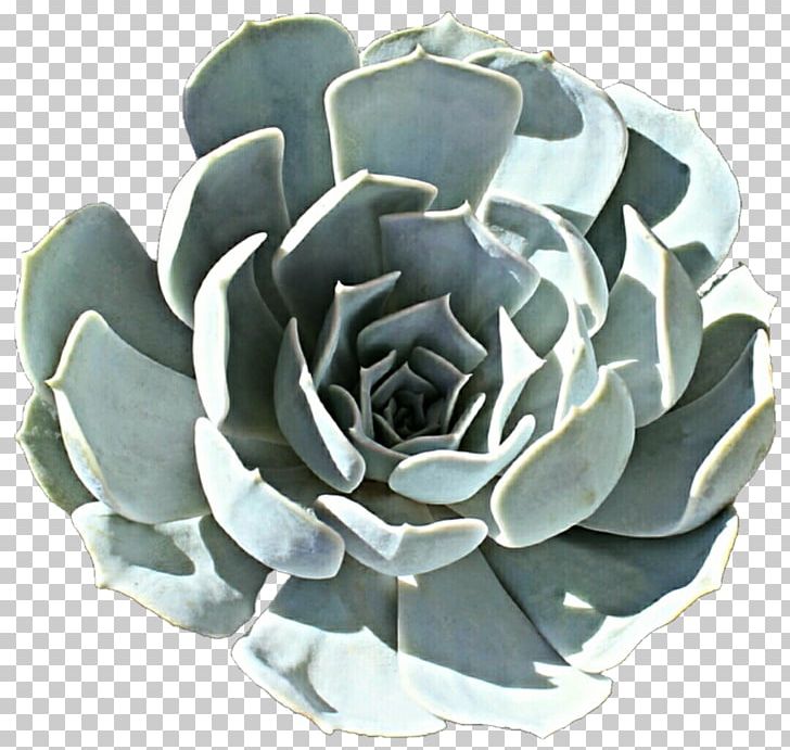 Brazil Echeveria Lilacina Echeveria Elegans Echeveria Agavoides Echeveria Laui PNG, Clipart, Brazil, Cactaceae, Crassulaceae, Cut Flowers, Echeveria Free PNG Download