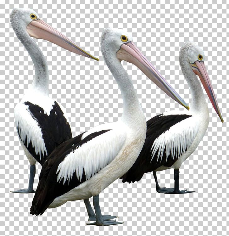 Pelican Bird PNG, Clipart, Beak, Bird, Birds, Brown Pelican, Ciconiiformes Free PNG Download