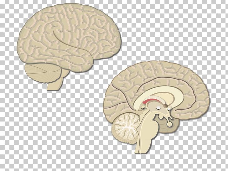 Primary Motor Cortex Supplementary Motor Area Premotor Cortex Cerebral Cortex PNG, Clipart, Anatomy, Brain, Brodmann Area, Brodmann Area 6, Cerebral Cortex Free PNG Download