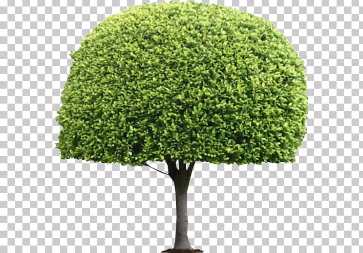 Tree Topiary Shrub Box PNG, Clipart, Box, Box Tree, Desktop Wallpaper, Evergreen, Grass Free PNG Download