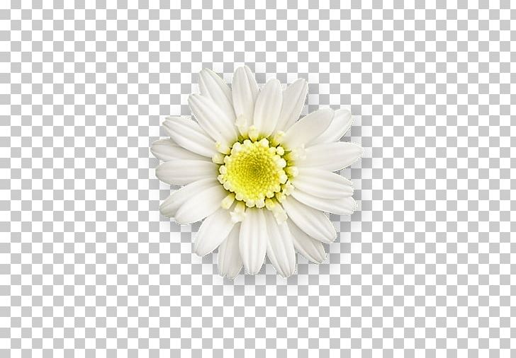 Desktop PNG, Clipart, Blog, Chamaemelum Nobile, Chrysanths, Computer Icons, Cut Flowers Free PNG Download
