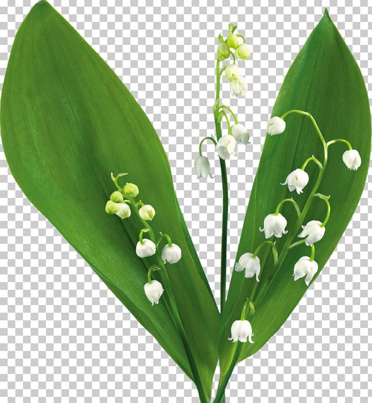 Lily Of The Valley Desktop PNG, Clipart, Desktop Wallpaper, Flower, Landishi, Leaf, Lily Of The Valley Free PNG Download