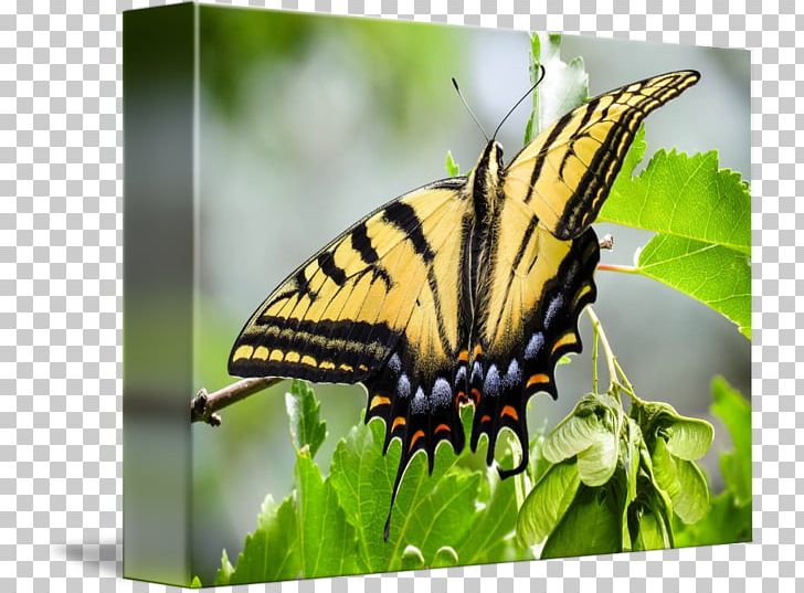 Nymphalidae Butterfly Wildlife Animal PNG, Clipart, Animal, Arthropod, Brush Footed Butterfly, Butterfly, Fauna Free PNG Download