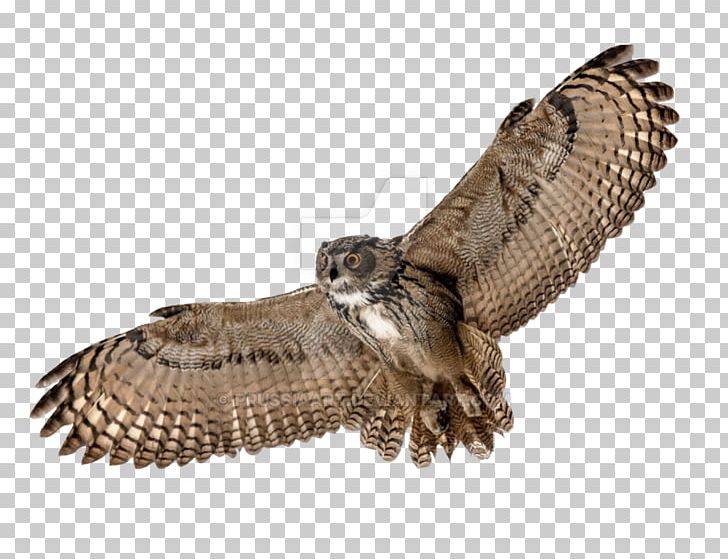 Owl Bird Flight Desktop PNG, Clipart, Animals, Barn Owl, Beak, Bird, Bird Flight Free PNG Download