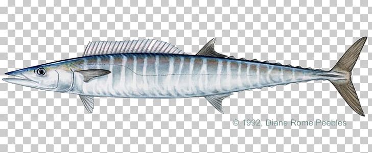 Recreational Fishing Wahoo Trolling Game Fish PNG, Clipart, Angling, Bony Fish, Fauna, Fish Products, Fly Fishing Free PNG Download