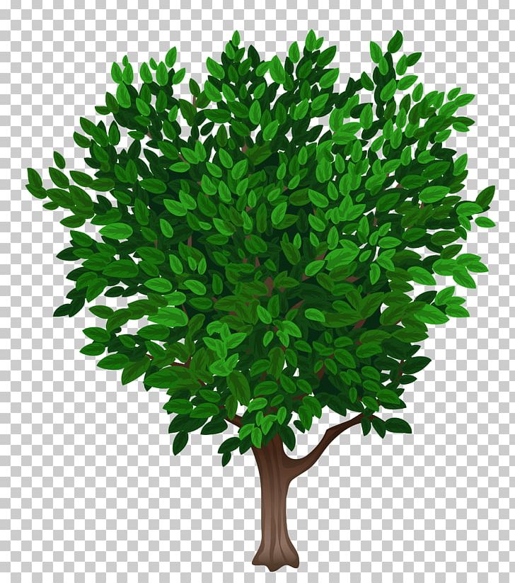 Tree PNG, Clipart, Apng, Branch, Clipart, Clip Art, Com Free PNG Download
